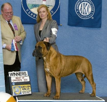 TruGrit's Kobe at 19 months shows a lot of potential. Her first two shows, Kobe took
reserve to majors. Kobe is a substantial 120lb bitch with flawless movement. We expect some big wins from her in the future. Owned and loved by Linda and Rachel Guga
