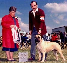 Ch. TruGrit's Crystal Ball • Crystal was a Best in Sweeps winner and a multiple Best Of Opposite Sex winner at Bullmastiff Specialties.