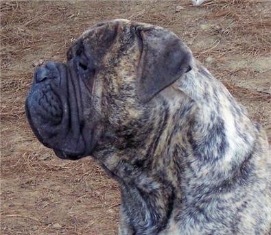 Cletus is pictured at 20 months old with a huge impressive head, level bite and a 30 in. neck. Cletus is bred on Ch. Rudy G. Bred by Mindy Stover and Al Batchelor. Owned and loved by Mindy Stover.