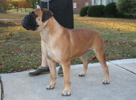 TruGrit's Gracie has a beautiful head and bone at 25 1/2in. / 125lbs. She is the total package.