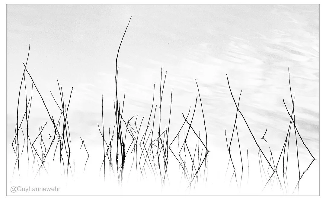 Wandering around the retention pond next to my apartment, testing out my recently acquired 100-400mm lens. A bunch of left over growth from autumn poking up through the water.

#digitalphotography #canon #ʙʟᴀᴄᴋᴀɴᴅᴡʜɪᴛᴇᴘʜᴏᴛᴏɢʀᴀᴘʜʏ #zoomlens #water #po