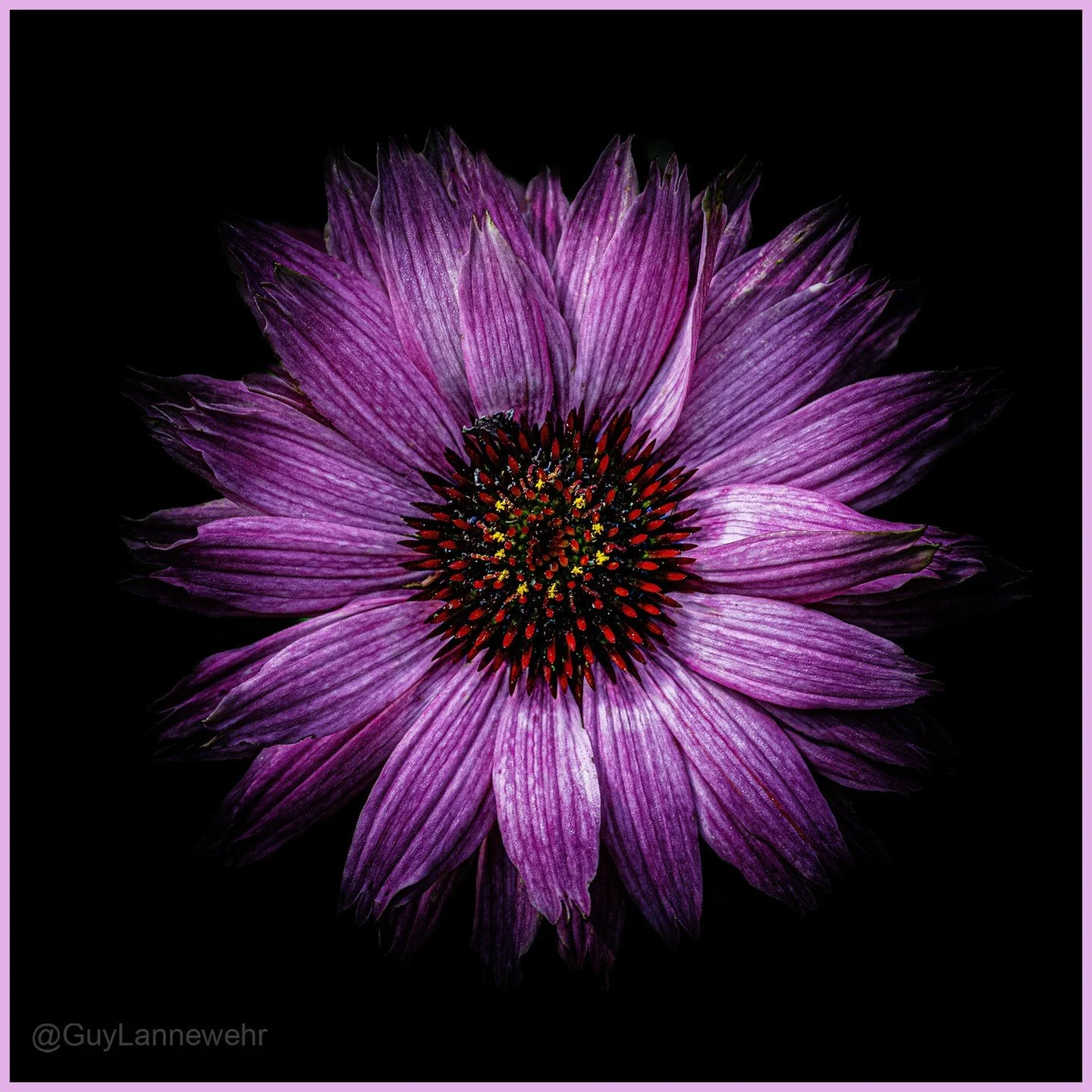 Purple Coneflower

I think this is what this is (had to google it). This was from another trip this past summer in my mothers flower garden. One of my favorite places to photograph.

TECH: Canon 6dMk2 | f/11 @ 1/160th sec @ ISO 800 | Canon 100mm f2.8