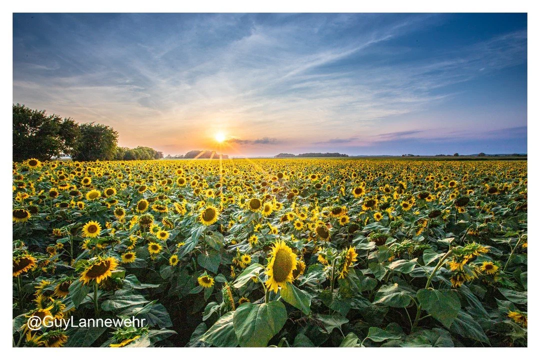 Acres and acres of sunflowers I photographed yesterday at an undisclosed location (private property). I know in a week or so these sunflowers will start to droop, which signals the end of their growing season. #sunflowers #flowers #sunset #summer #wa