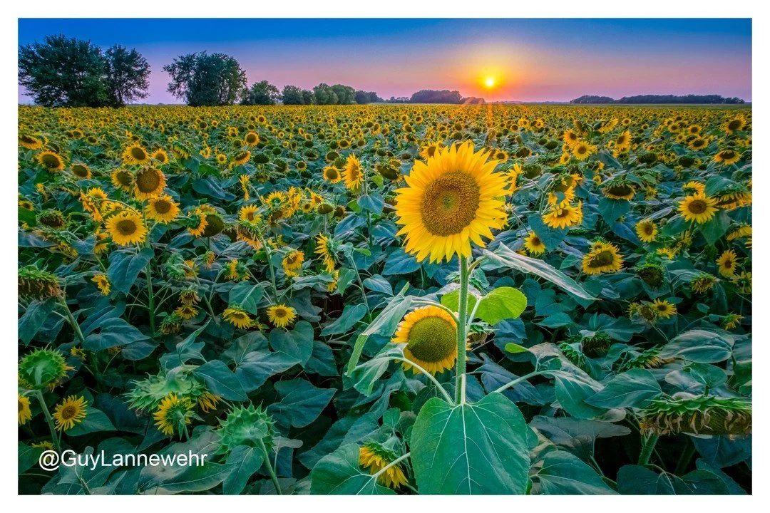 I went back for MORE! 

Not often do I have the opportunity to photograph a sea of sunflowers, but since I went this past Saturday evening to photograph it, I had to go back the next evening and do some more. 

TECH STUFF: Canon 6dM2 with Canon 16mm-