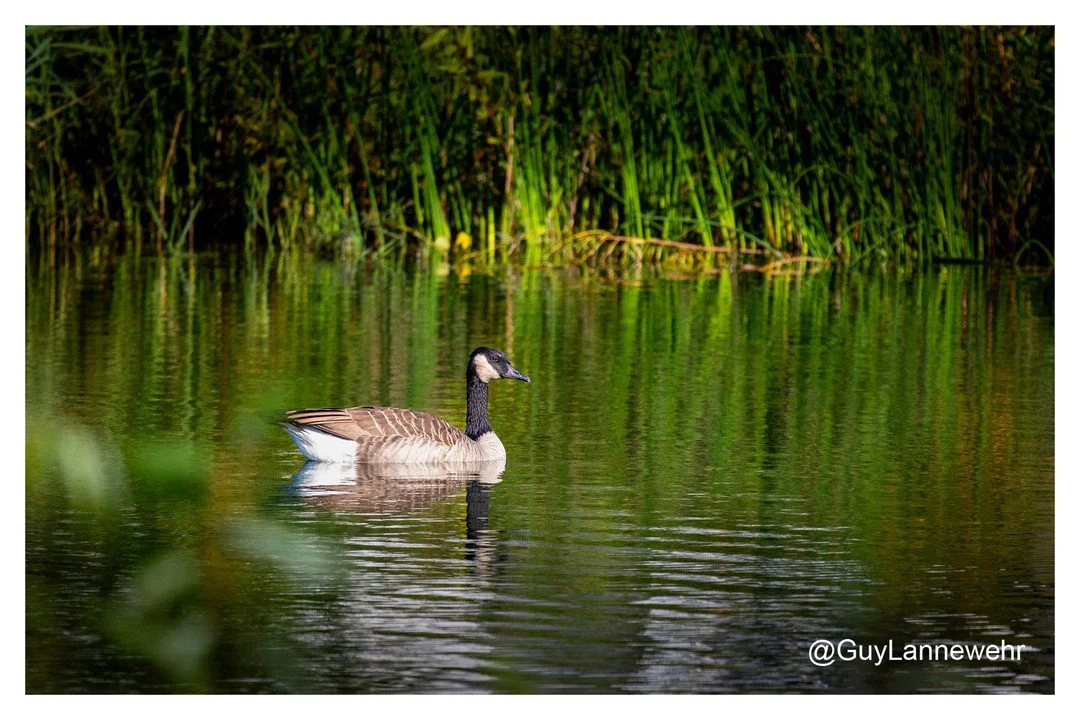 About a dozen #canadiangeese floating on the retention pond next to my apartment this morning. They are now flying south, then west, back south, then northeast, etc... eventually south.

#fall #autumn #geese #water #retentionpond #pond #fowl_waterfow