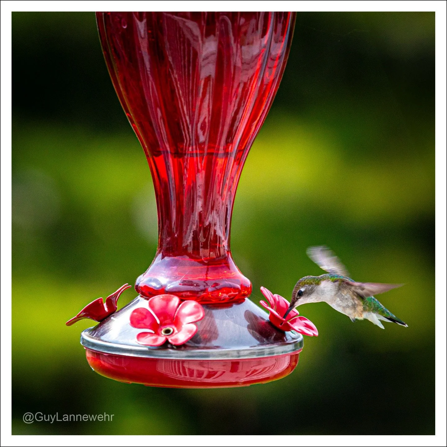 This is the female (different day). Shutter speed was lower at 1/1250sec with a little bit more wing blur.

Every once in awhile I'll get a Baltimore Oriole or a Woodpecker landing on the feeder trying to lap up the nectar.

#humminbirds #birdphotogr