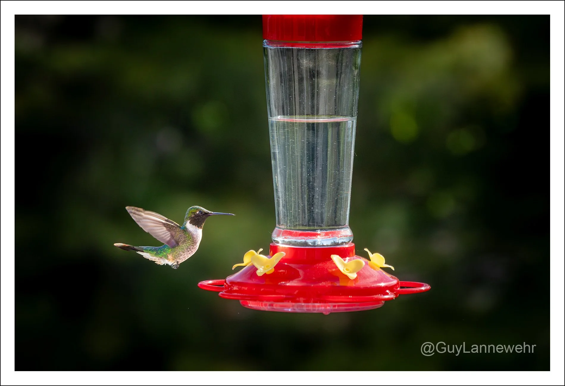 Seems like the frequency of the hummingbird visits are less and less each year. I have a female and male visit only a couple of times per day (this one is the male).

Need to really experiment with your shutter speed for a little bit of blur of the w
