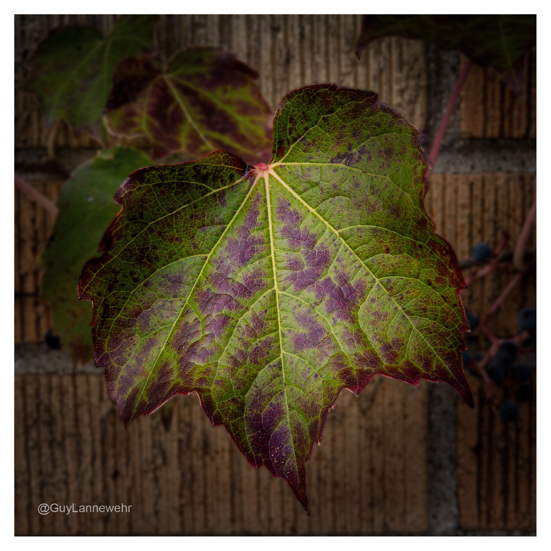 One day just walking around my place of employment during my lunch hour with my camera, finding something to photograph. Think I found something.

Yeah, I know I posted this a few years ago. Sometimes I enjoy reruns.

#FallLeafPhotography #AutumnLeaf