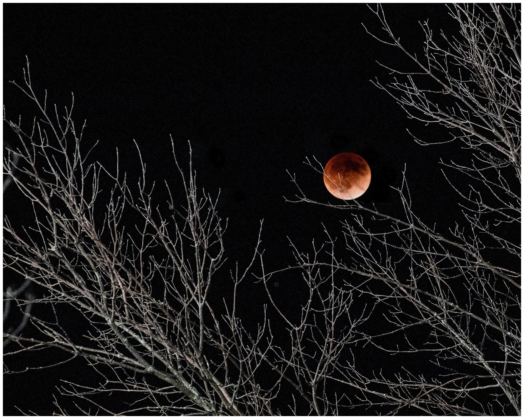 Another May 2022 image.  Was walking back to my vehicle and the full moon was wedged in the tree branches