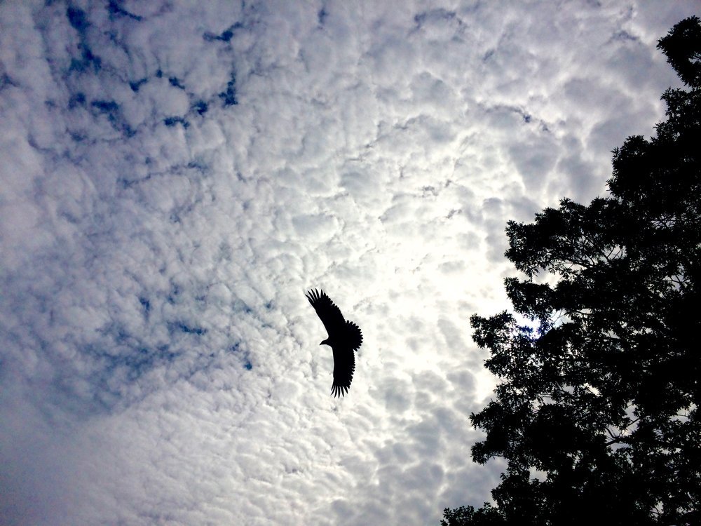 Eagle+Paddleboard+tours+NH.jpg