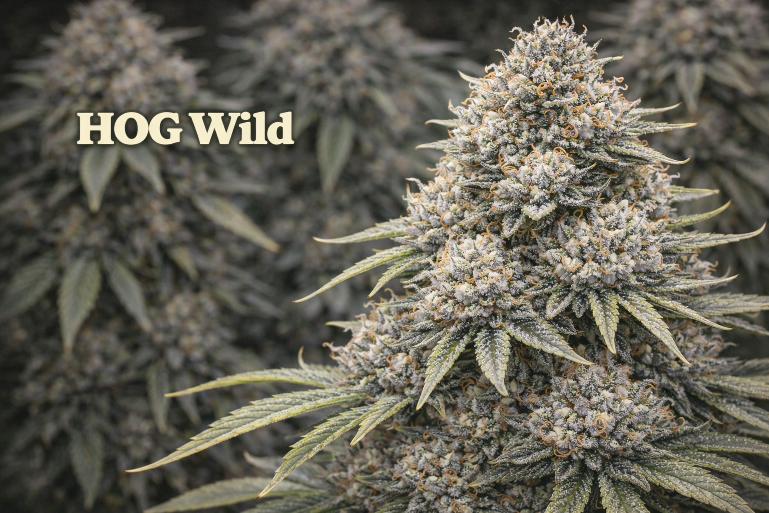 HOG Wild.png