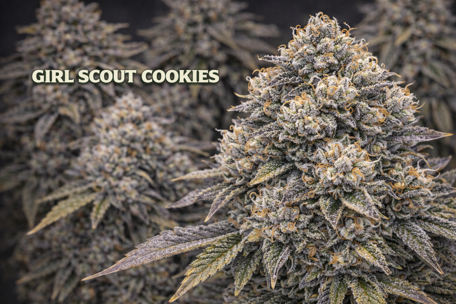 Girl Scout Cookies.png