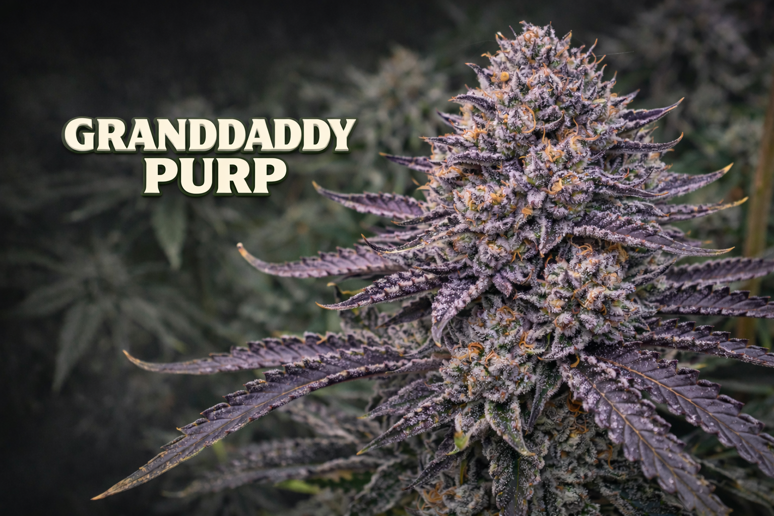 GrandDaddy Purp.png