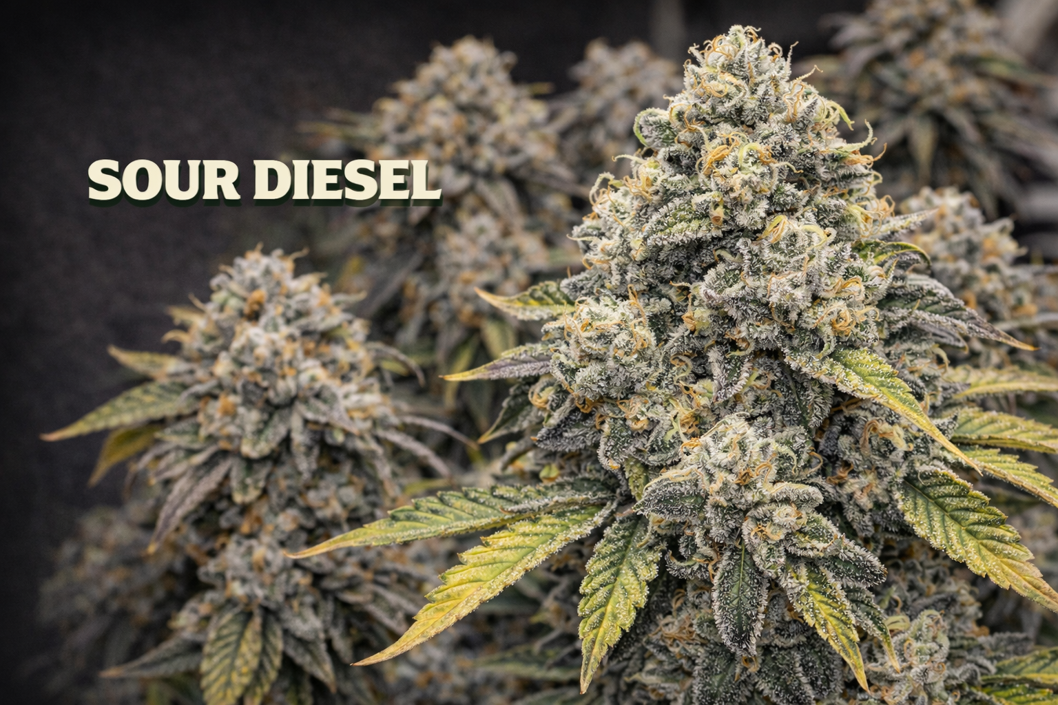 Sour Diesel.png