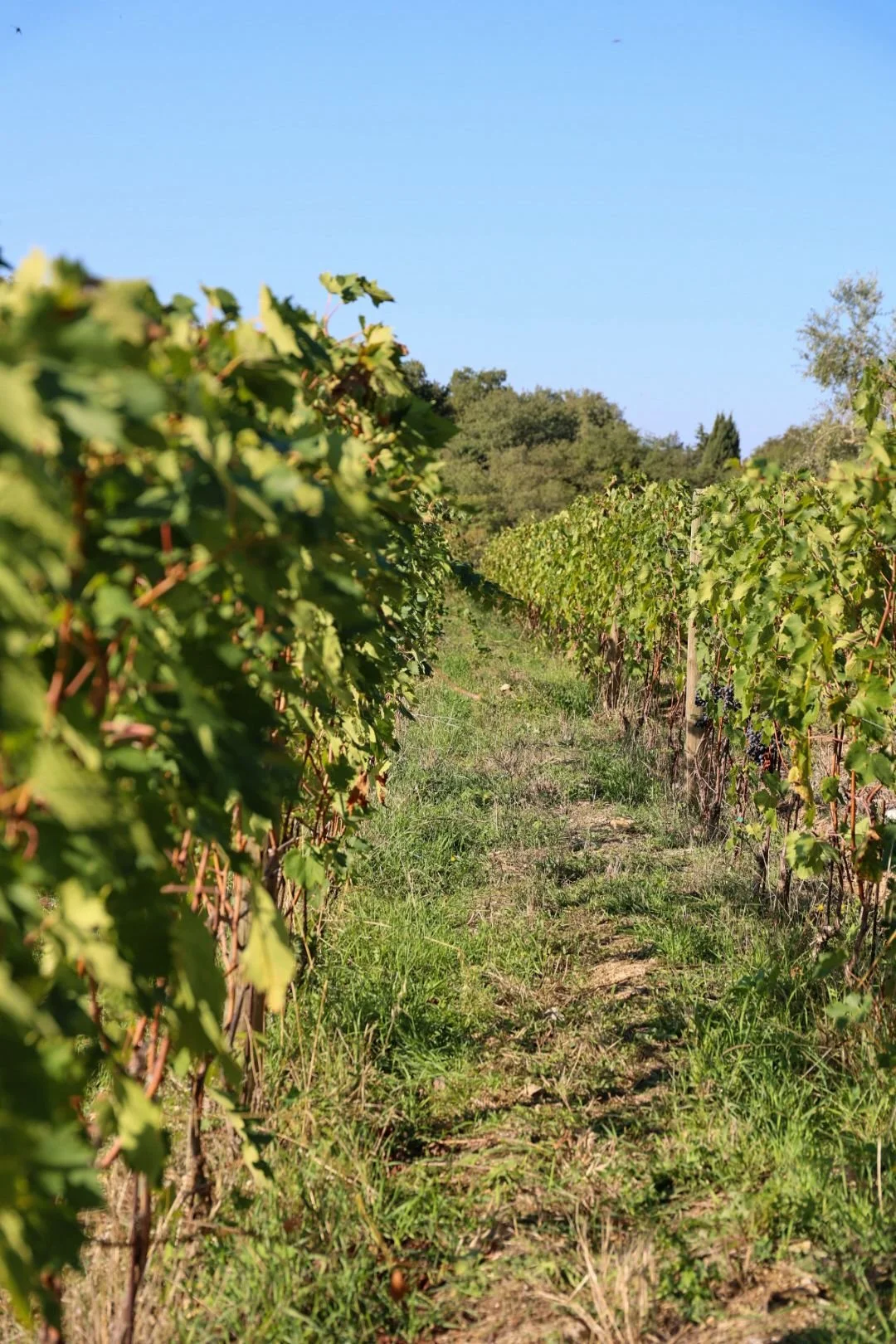 Immagine WhatsApp 2025-10-03 alle 10.05.3789900.jpeg