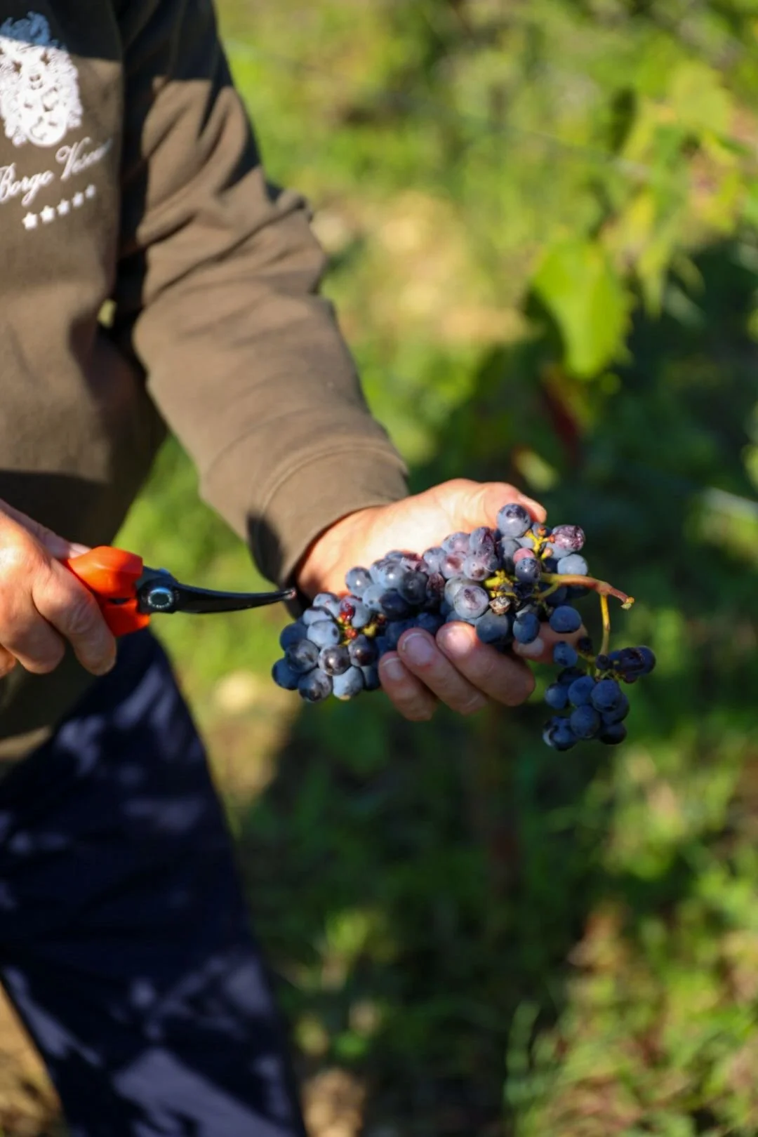 Immagine WhatsApp 2025-10-03 alle 10.05.23676.jpeg