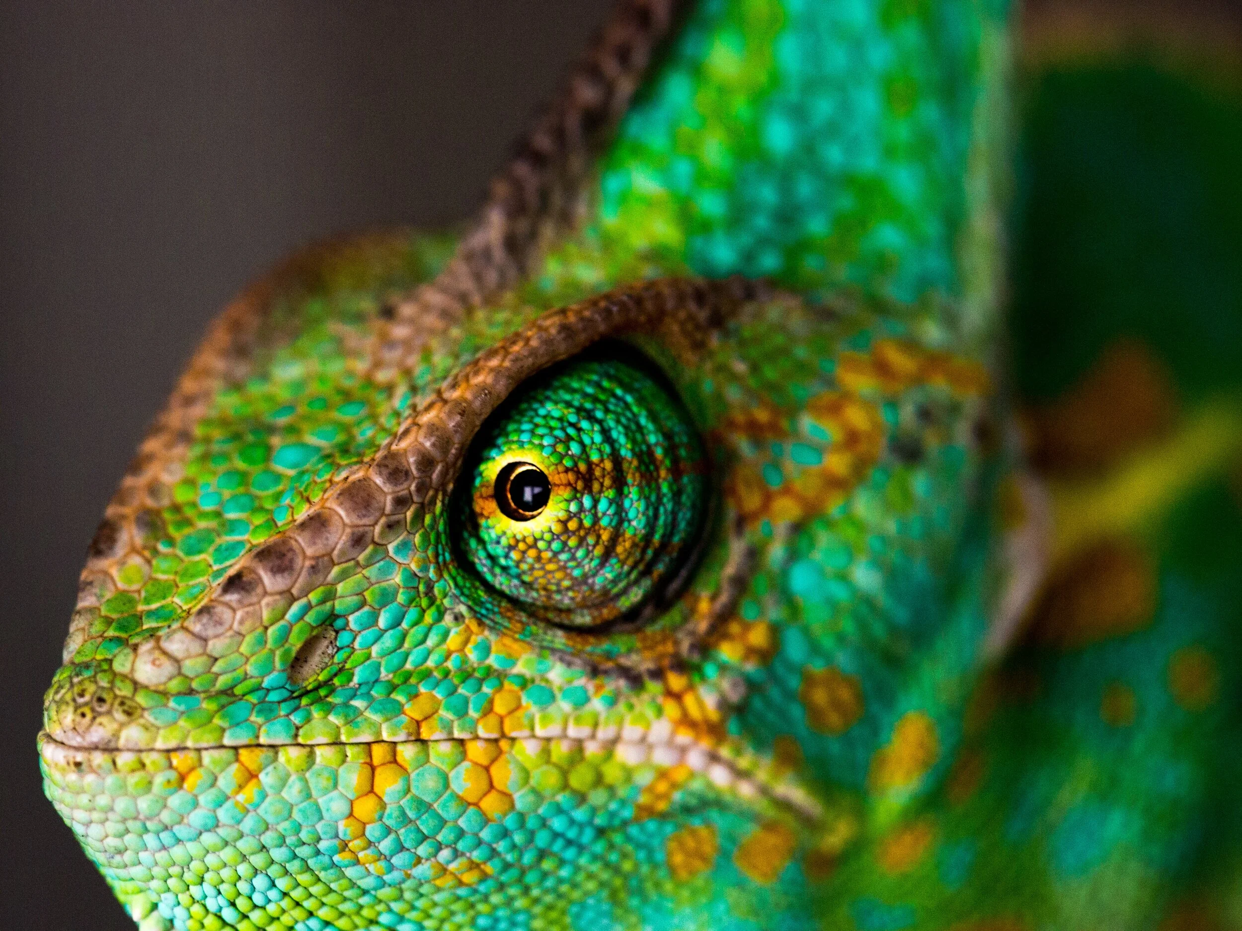 The Chameleon Leader – A Leader in Disguise