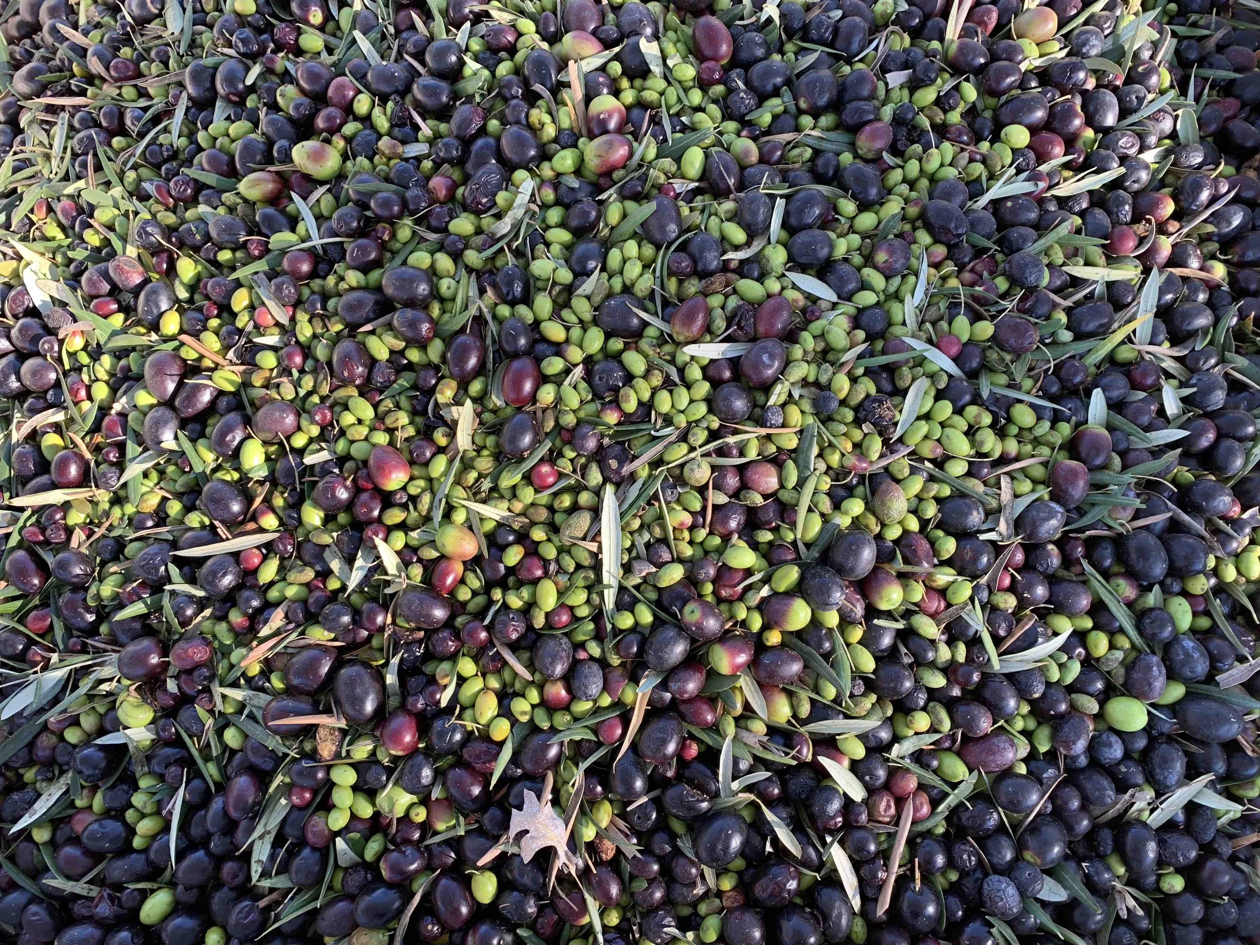 Turning Liquid Gold into a Successful Business