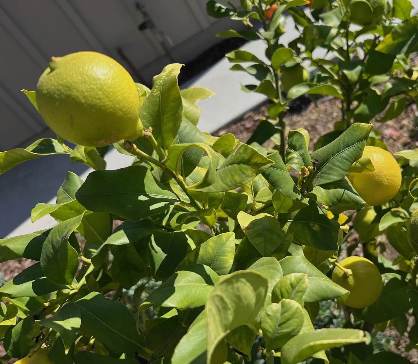 Turning Lemons into Lemonade in Sales