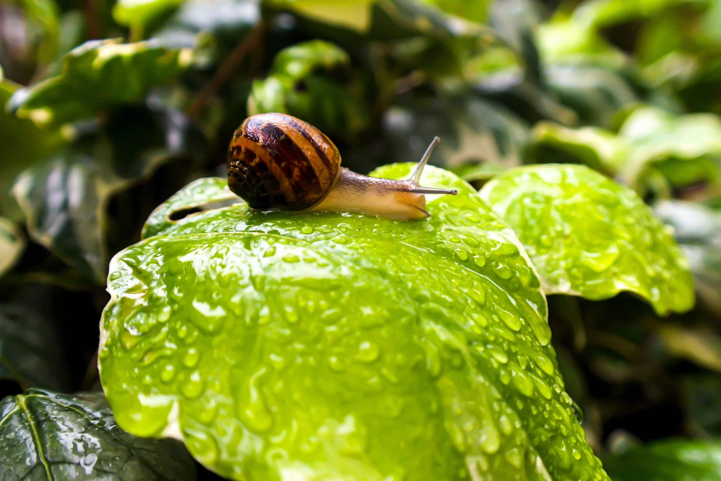 Why a Slowing Economy is Great for Fractional Executives