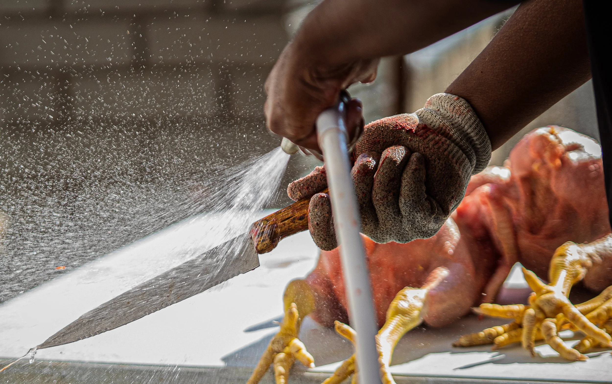 Without the readily available help of his wife during the off season, the production of Jireh Family Farms slows.  “Usually, we have about 30 chickens… The process would go a lot faster if my wife was here to help [clean] them,” Immanuel Jarvis says.