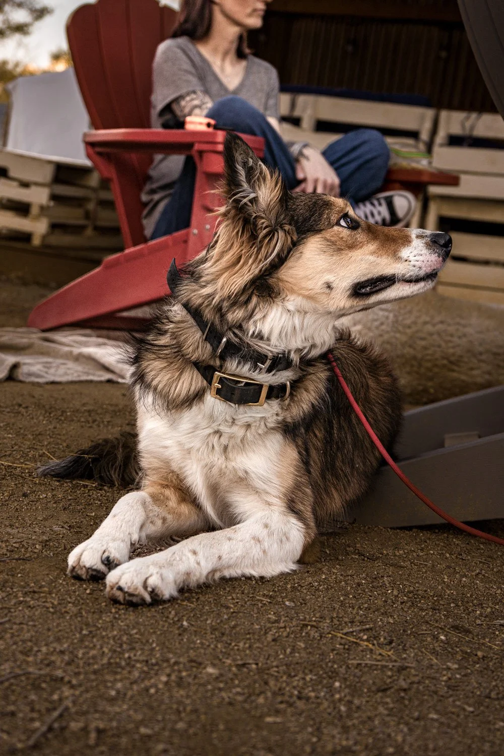Fluffy dog laying down next to a chair with someone sitting in the background..