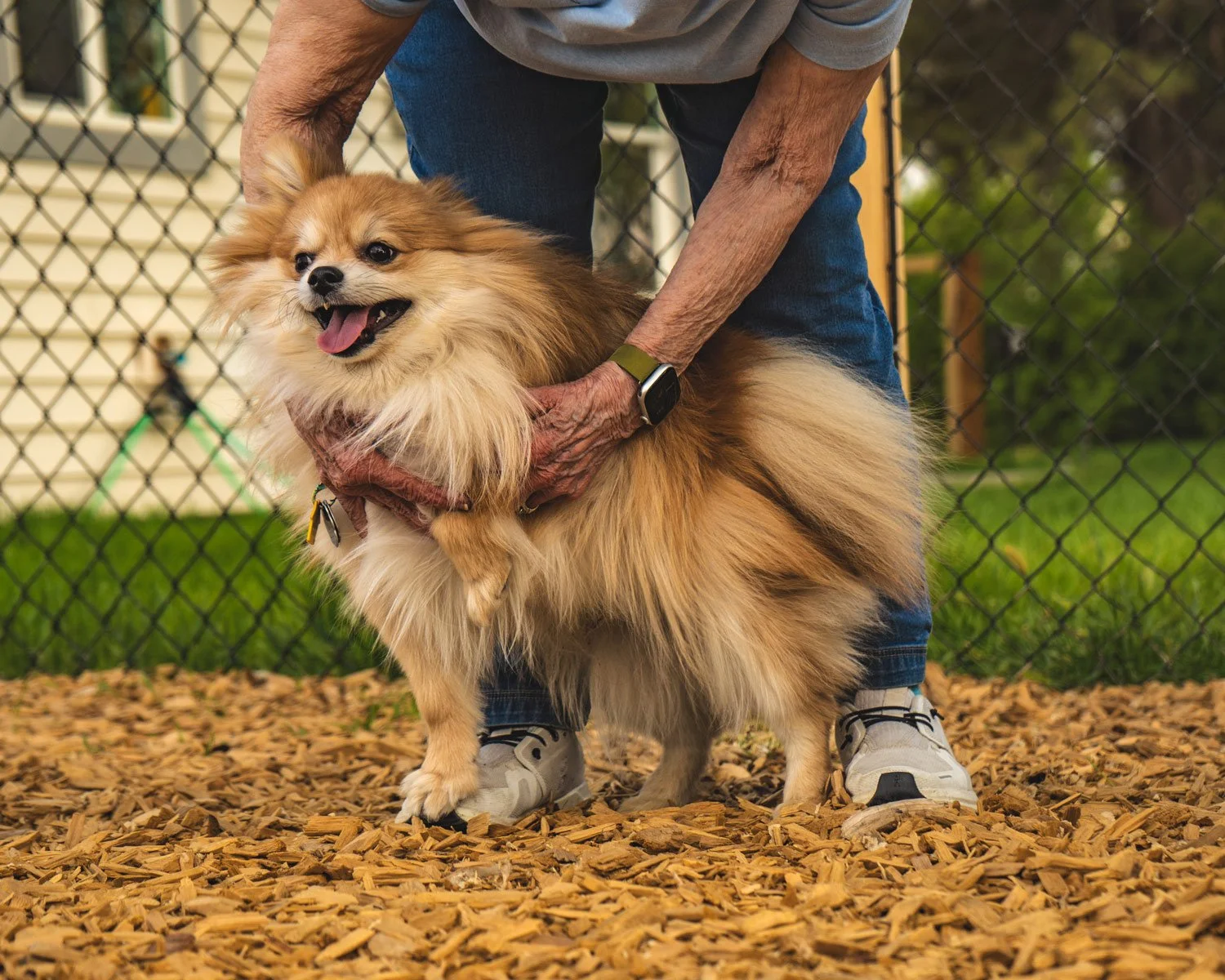 Owner holding a Pomeranian during a dog training session at The Actualized Canine in Grand Junction, Colorado.
