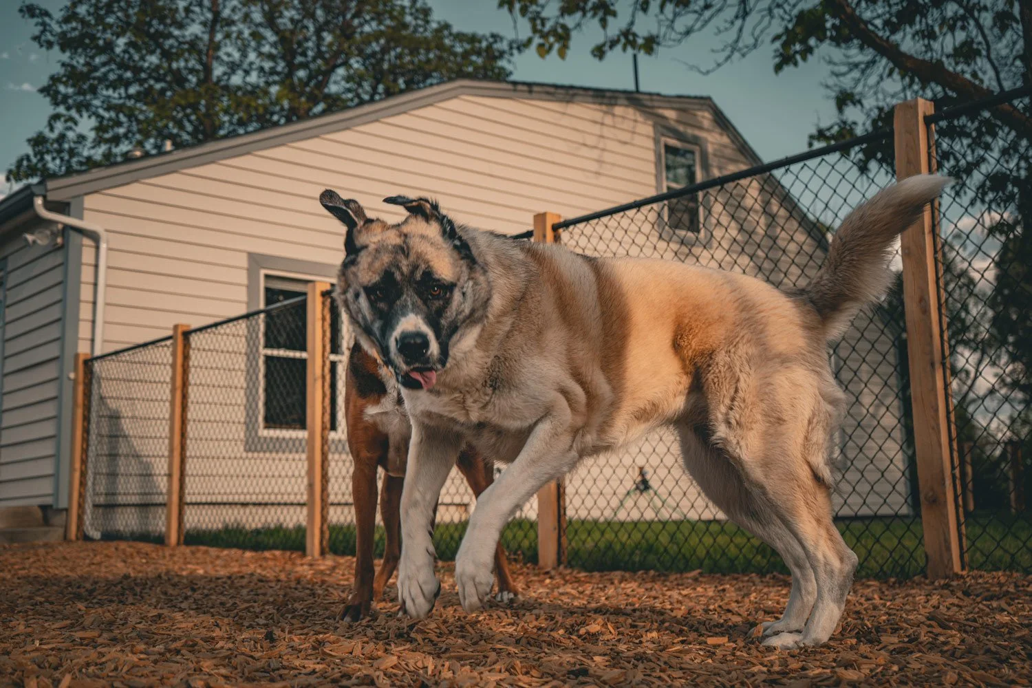 Two large dogs playing in fenced play yard.