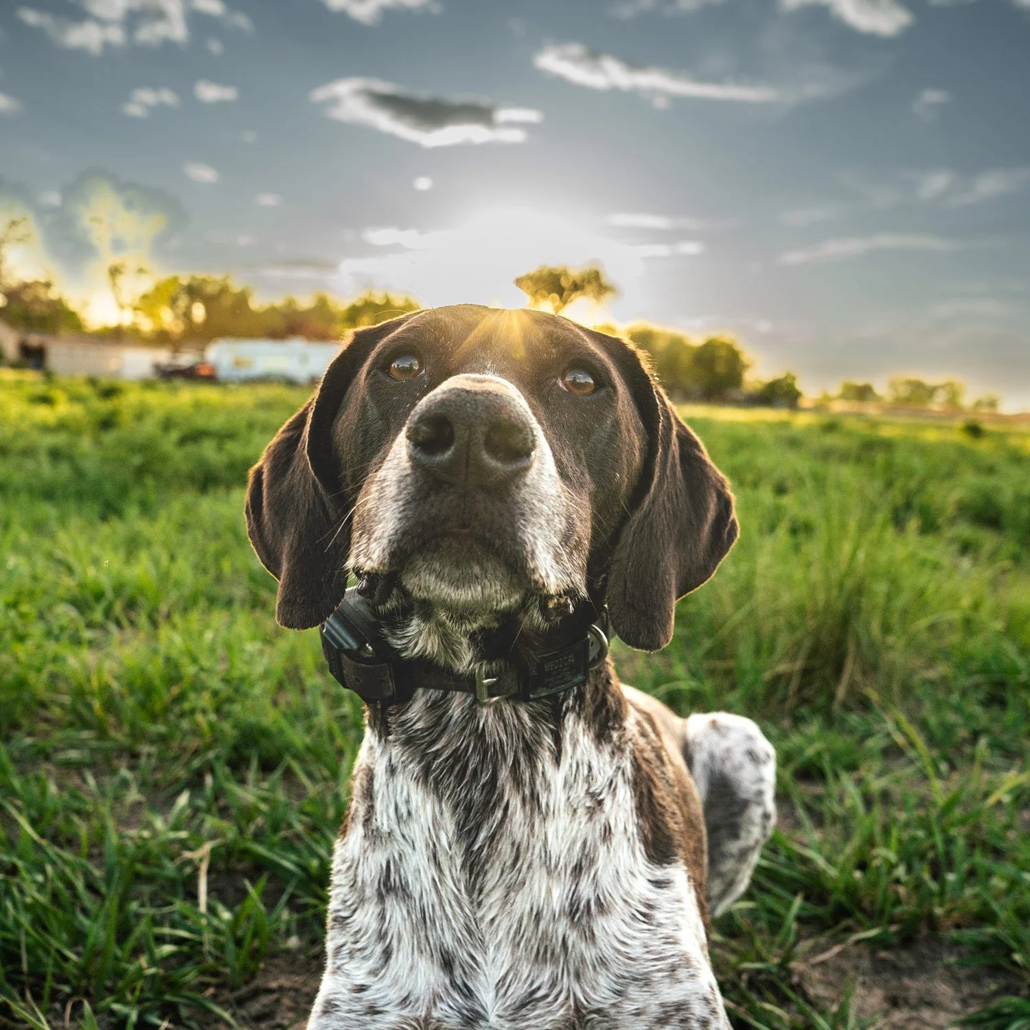 Knox, a German Shorthaired Pointer, relaxing after dog training session with Actualized Canine