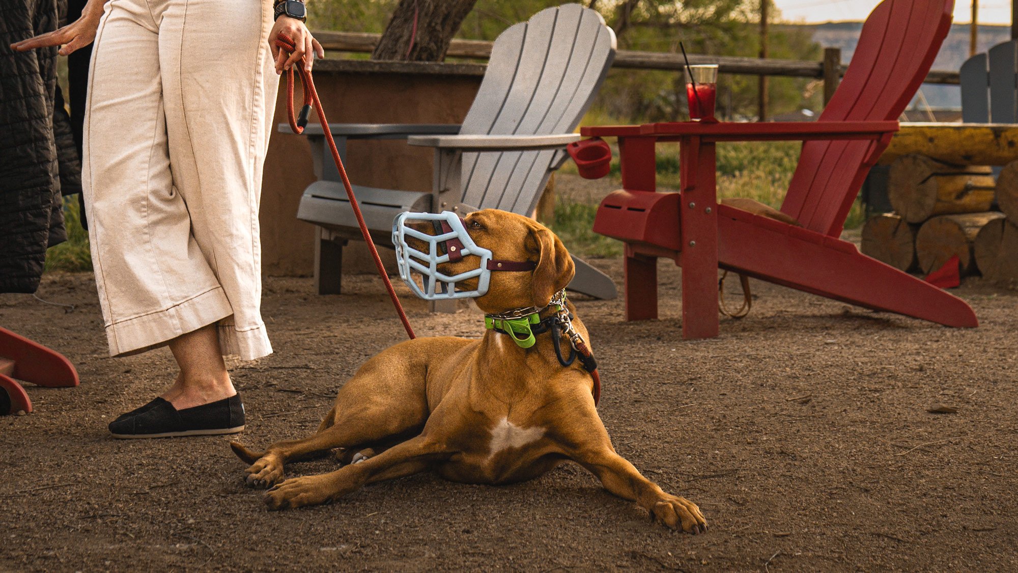 Large brown dog in a muzzle laying peacefully next to owner with chairs in the background.