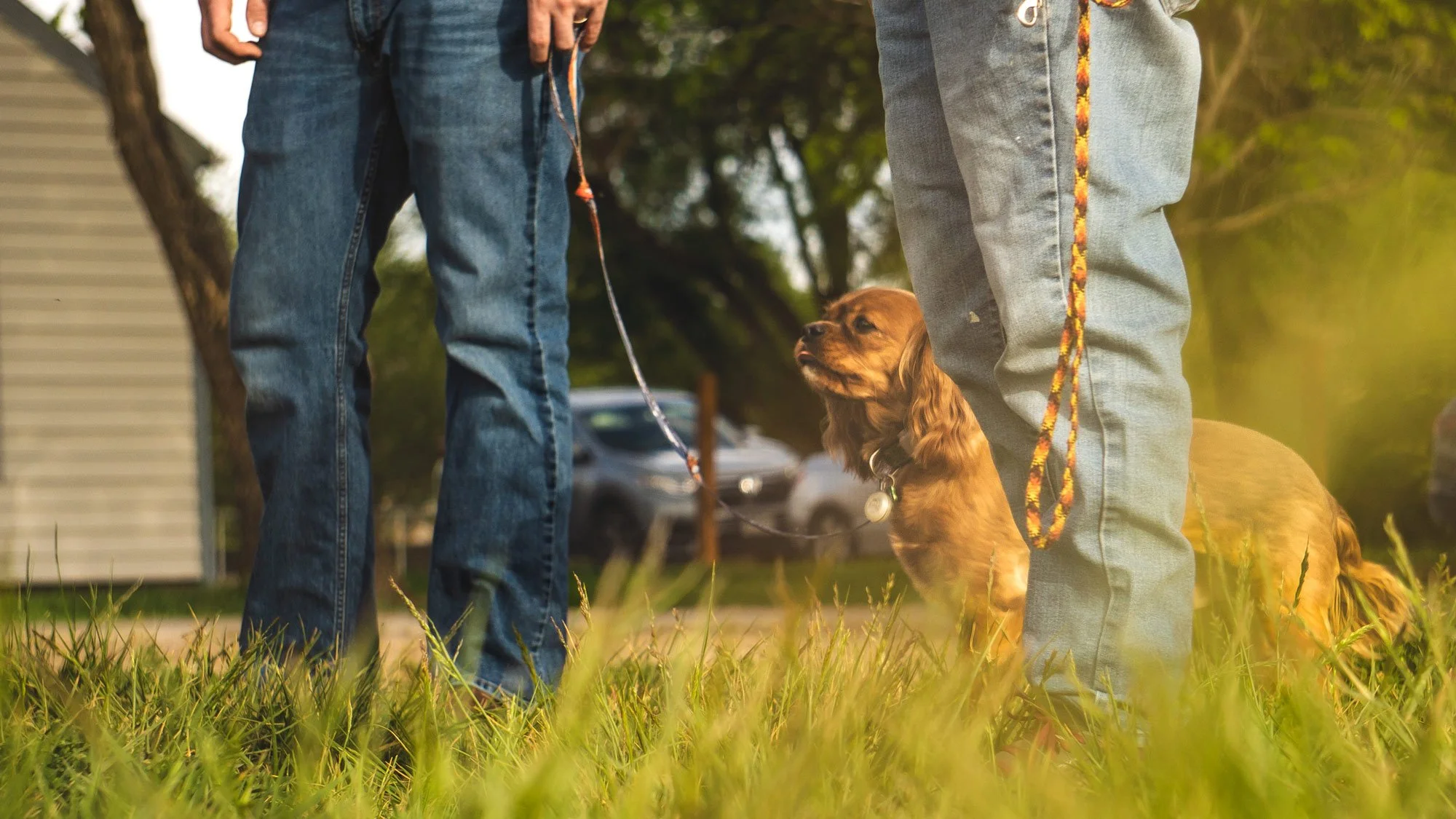 Small brown spaniel dog on a leash next to two people in a field with a house and cars in the background.