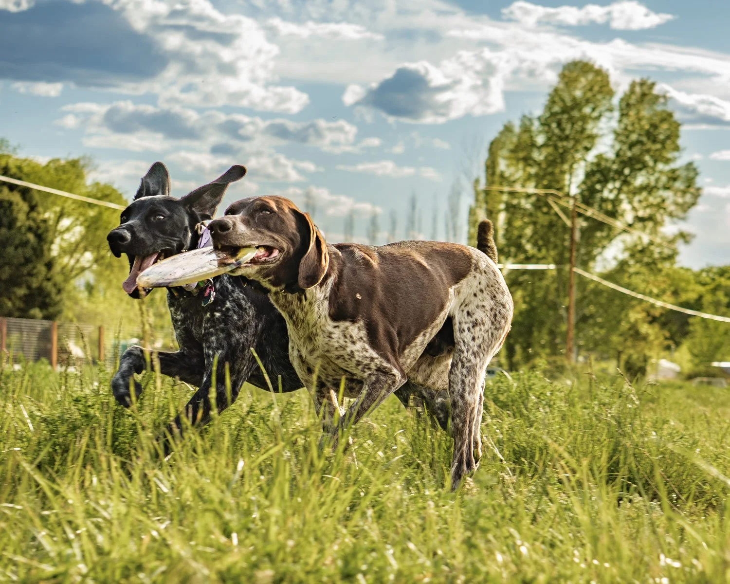 Two German Shorthaired Pointers running and playing in a green field.