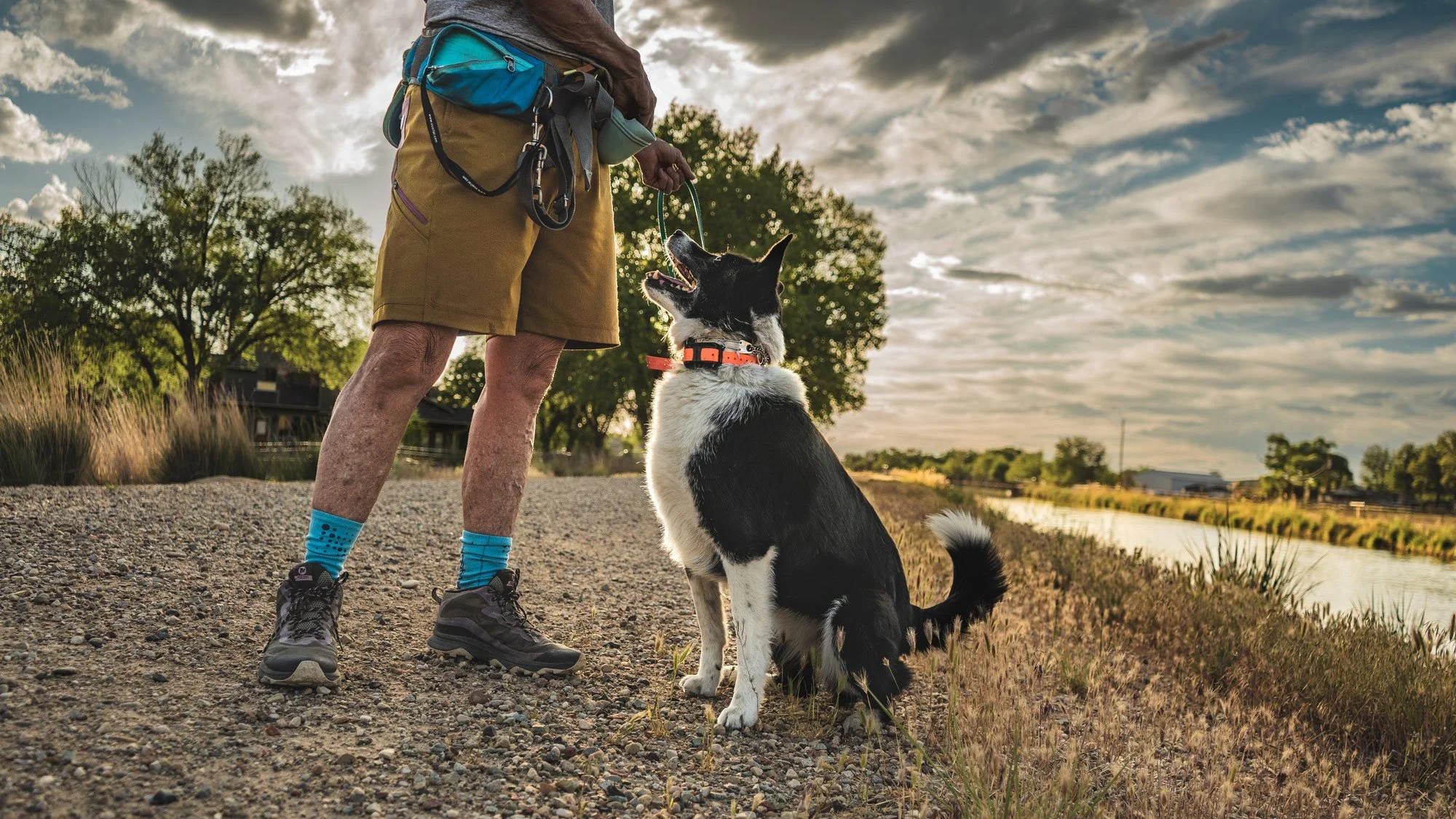 Black and white dog sitting in front of owner on a gravel path, training and wearing an e-collar.