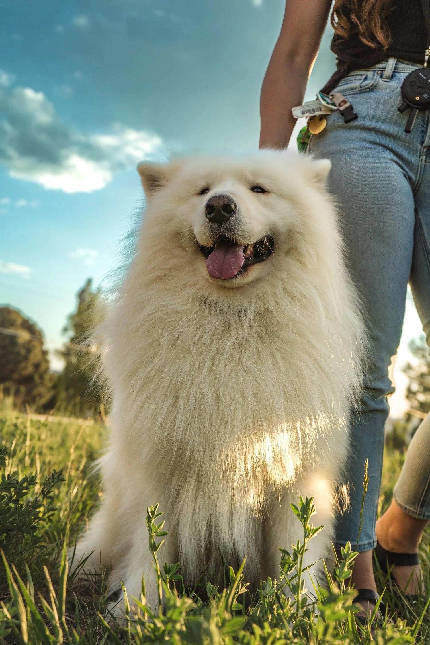 White Samoyed dog sitting in a field next to person.