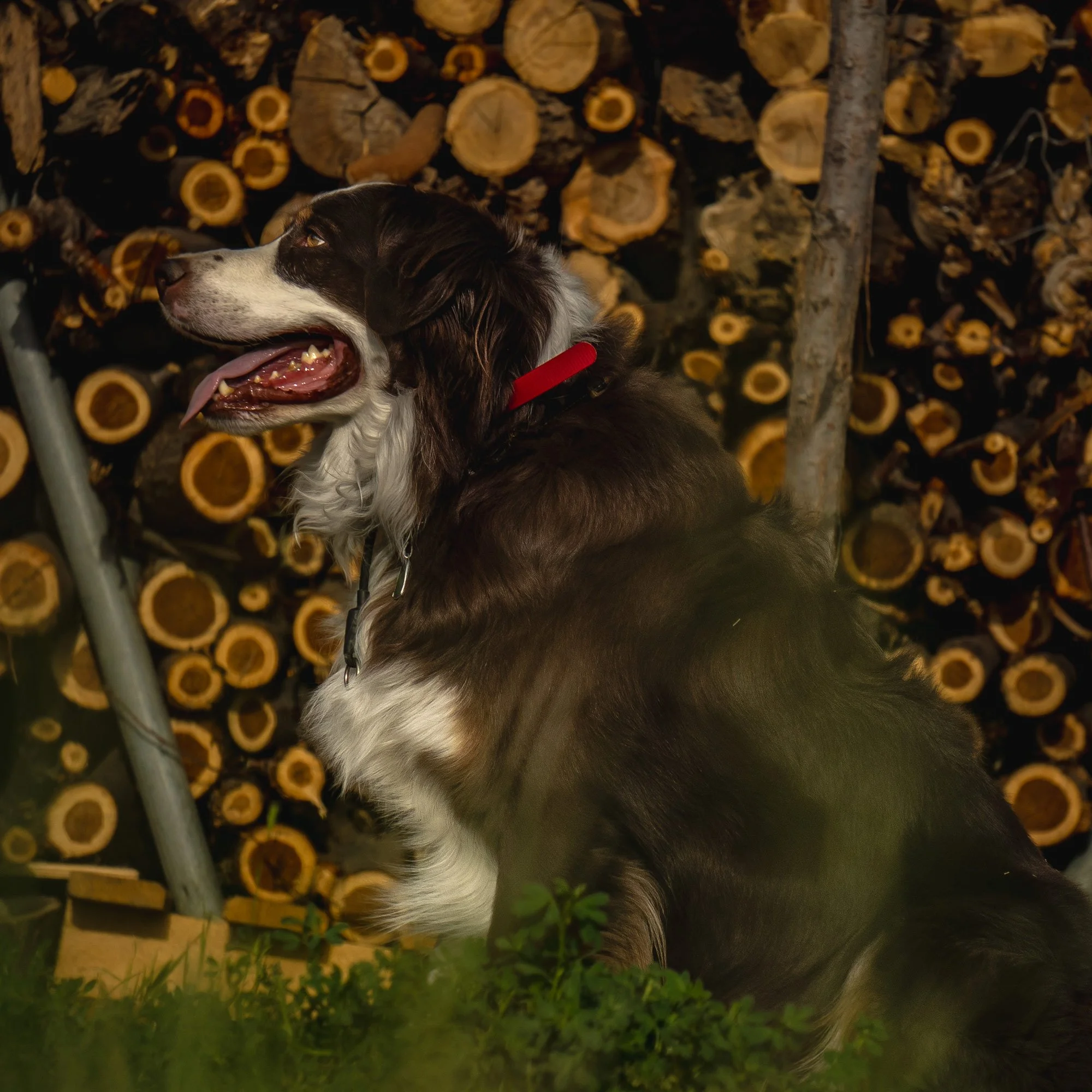 Brown and white dog in a red collar sitting in front of a wood pile.