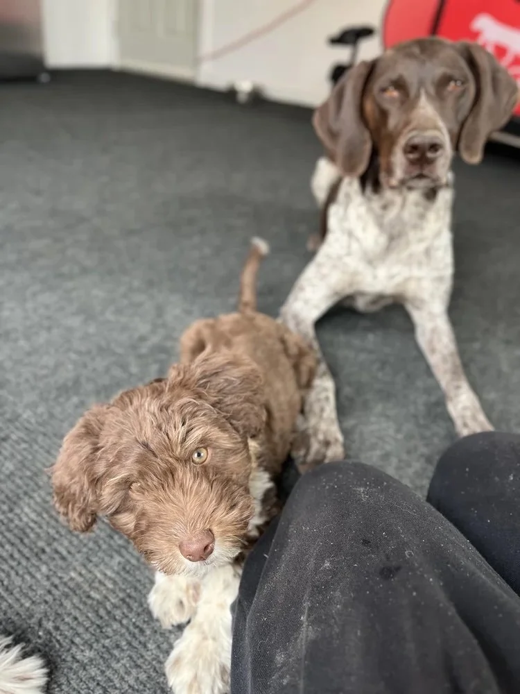 Myth: Dry Kibble Helps Clean My Dog’s Teeth