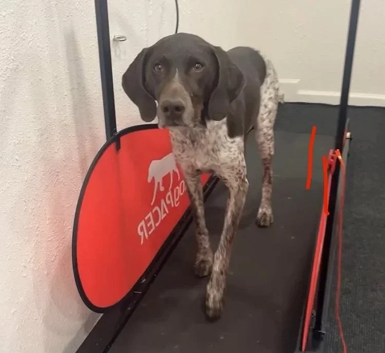 Treadmill Training