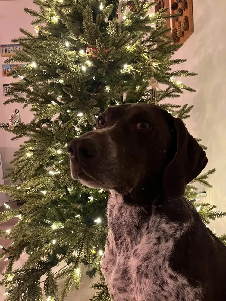 Why Board Your Dog With Me?