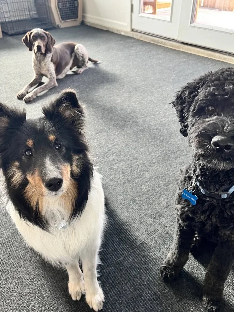 Why Do We Ask For A Sit?