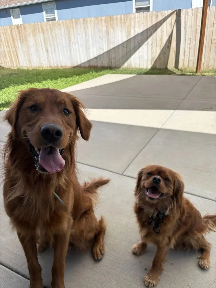 Overengineering Your Dog