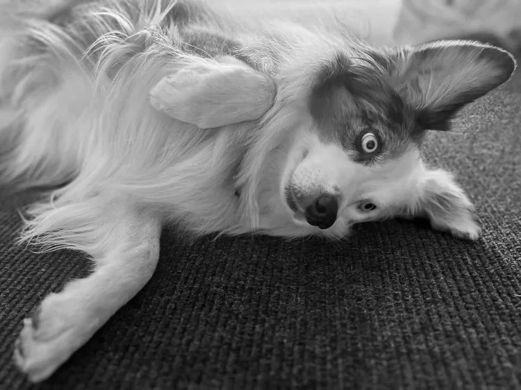 What Is Your Dog Ownership Philosophy?
