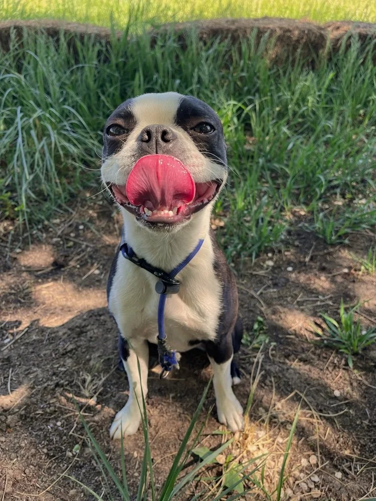 Do You Feel Emotionally Reliant on Your Dog?