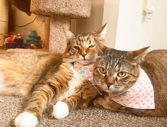 bash cats.PNG