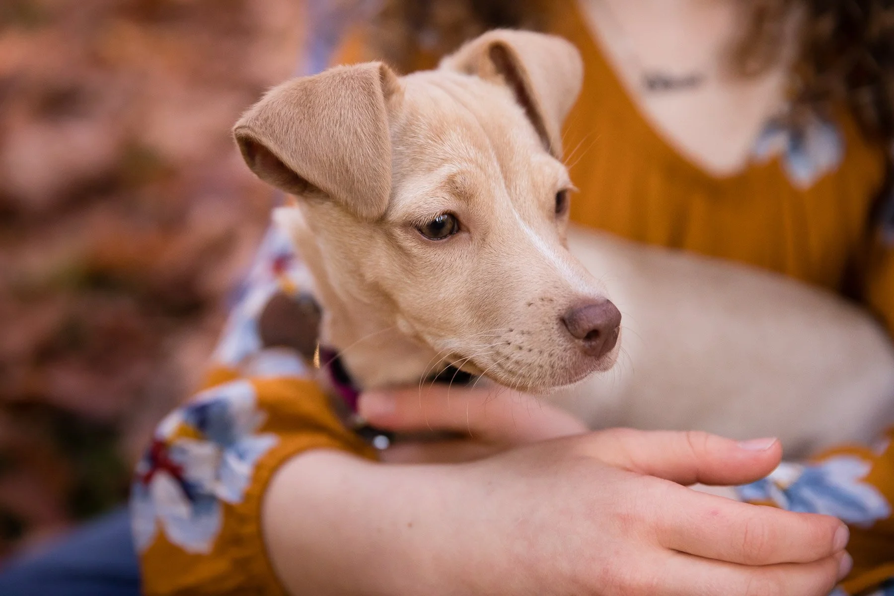 Lifestyle-Puppy-Photography-Portland.jpg