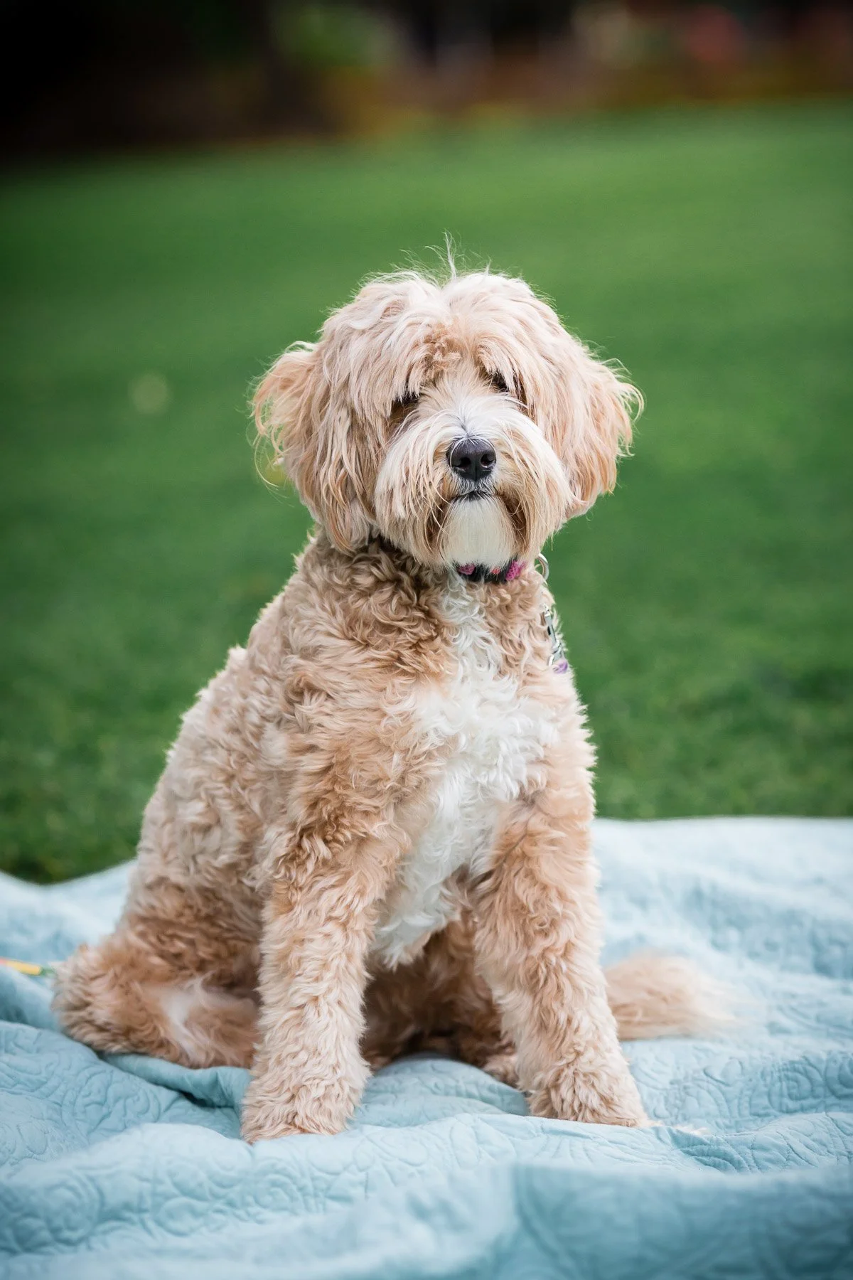 Portland-Dog-Family-Portrait.jpg