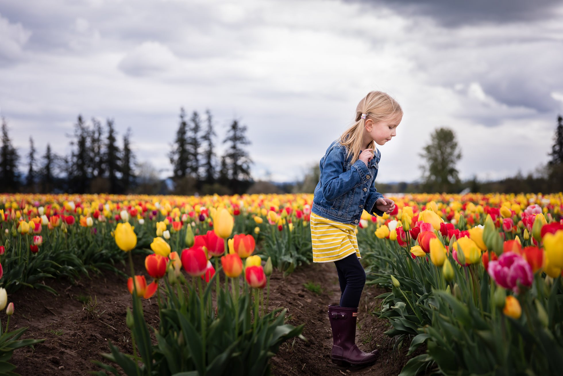 girl looking at tulips at oregon tulip festival portland childrens photographer by rebecca hunnicutt farren