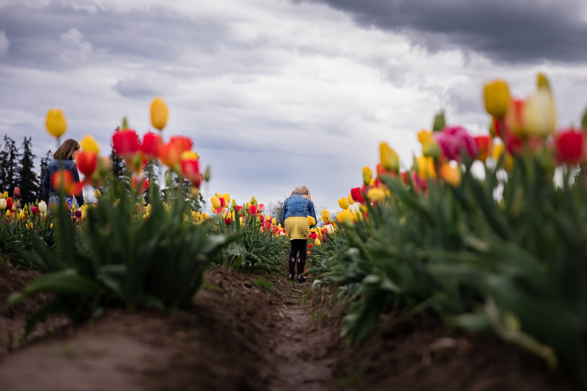 girl in the tulip field by rebecca hunnicutt farren premiere lifestyle childrens and family photographer in portland oregon and vancouver washington