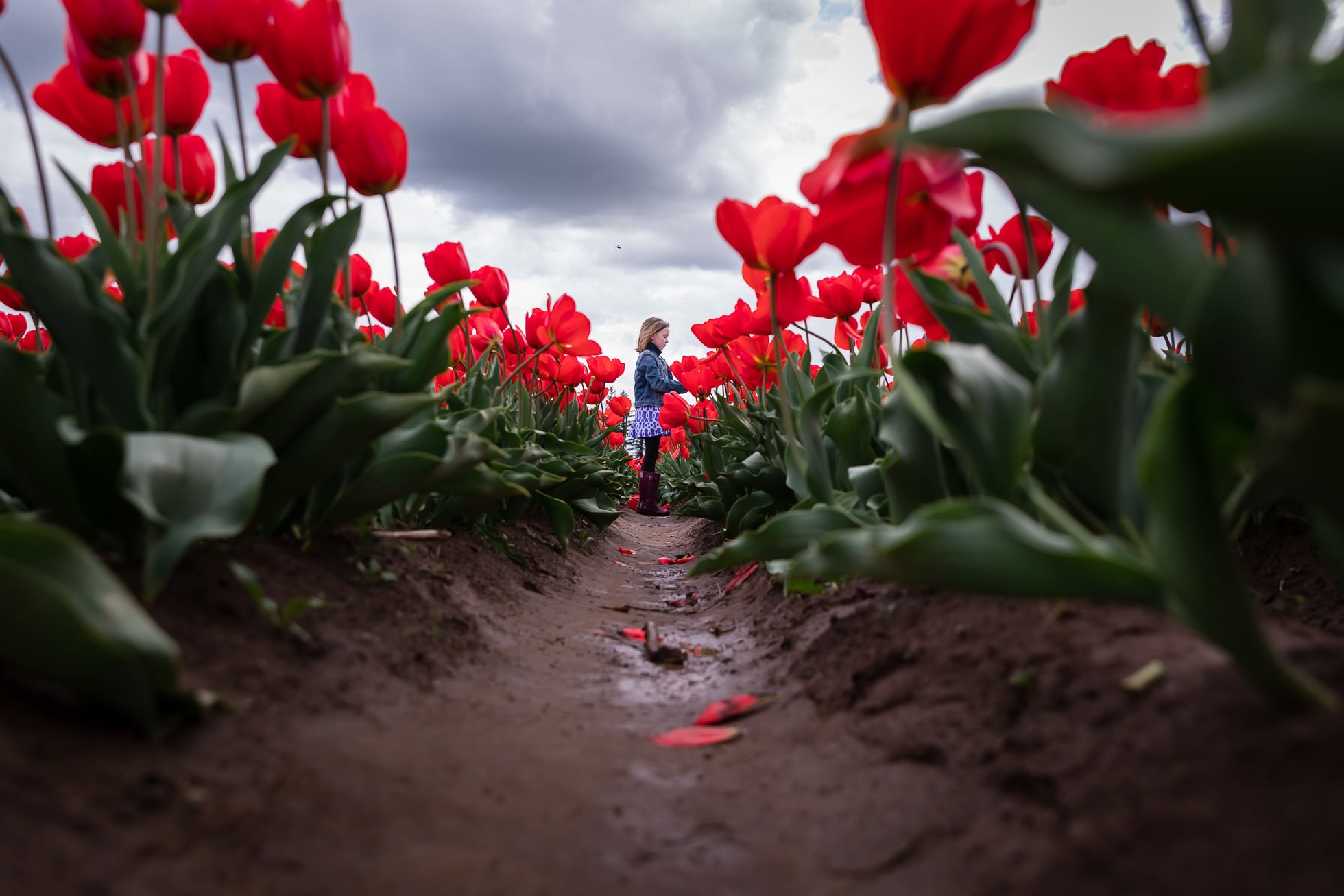 low perspective image of girl standing in red tulips by rebecca hunnicutt farren portland oregon and vancouver washington family lifestyle photographer