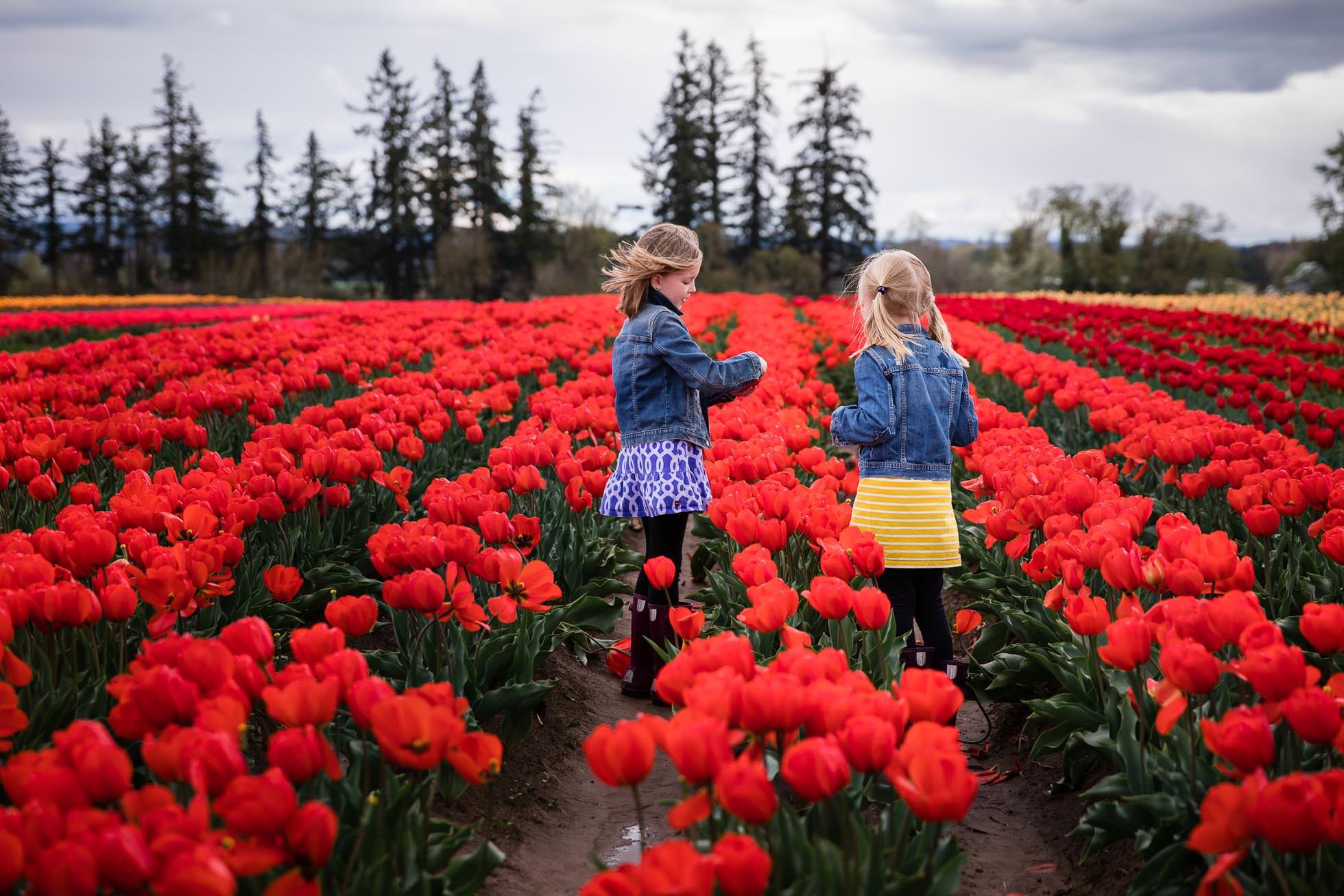 sisters in jean jackets standing in red tulip field in oregon at wood shoe tulip festival by rebecca hunnicutt farren premiere childrens lifestyle photographer in portland oregon