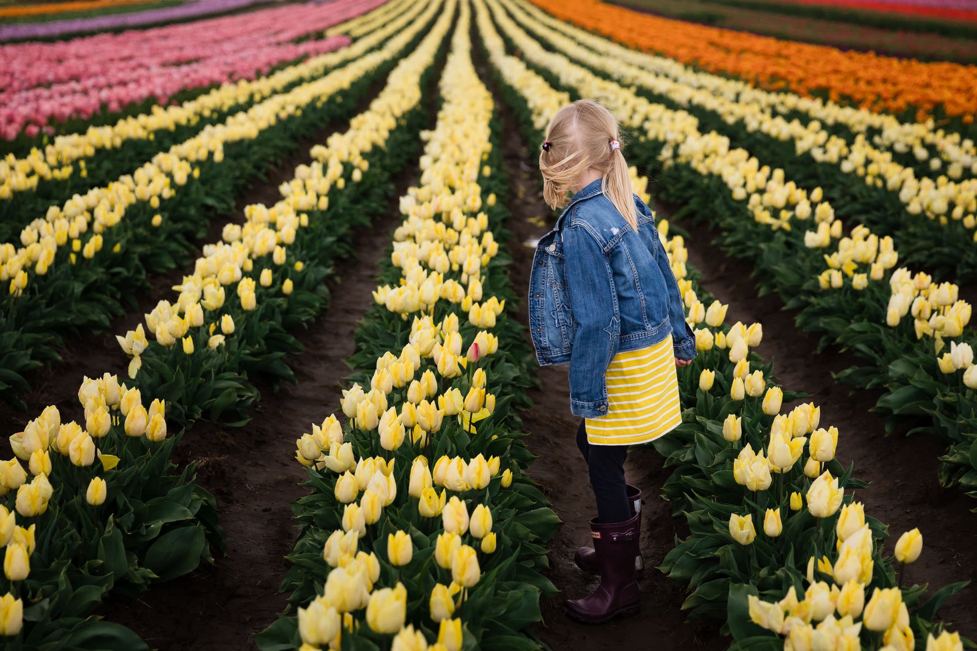wind blows girls hair standing in tulip fields by rebecca hunnicutt farren childrens photographer in portland oregon and vancouver washington